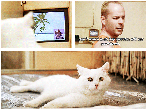 The Fifth Element (1997) Quote (About tv cat brain)
